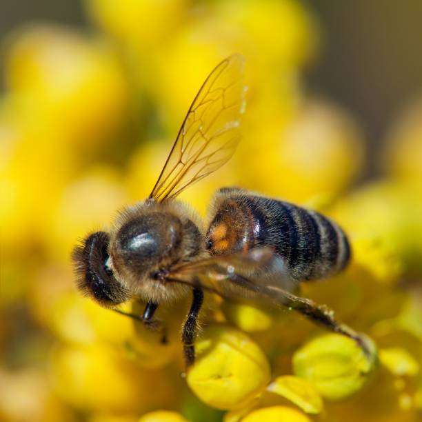 istock bee or honeybee in Latin Apis Mellifera on flower 1346035277