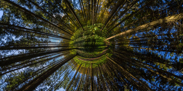 360 degree hyperbolic little planet projection of full spherical panorama in sunny autumn day in pine forest with long shadows