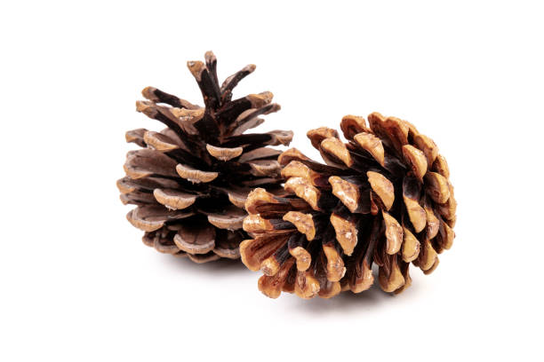 istock Pine cones isolated on a white background, photography 1346037588