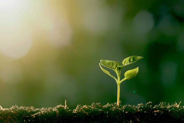 istock Green seedling growing on the ground in the rain 1346037657