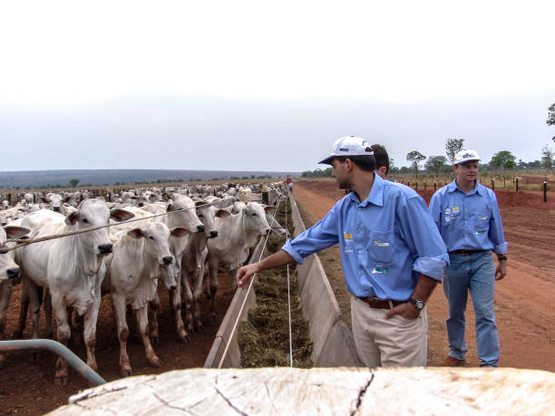 economista analisa criação de gado nelore no confinamento - boi brasil - fotografias e filmes do acervo