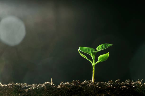 istock Green seedling growing on the ground in the rain 1346037679