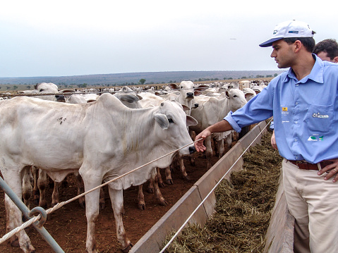Mato Grosso do Sul, Brazil, September 30, 2004. An economist analyzes the creation of Nellore cattle in the confinement of a ranch in Mato Grosso.
