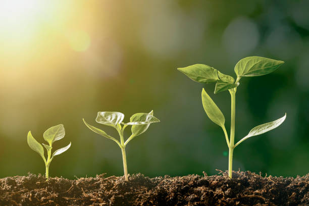 istock Green seedling growing on the ground in the rain 1346037688