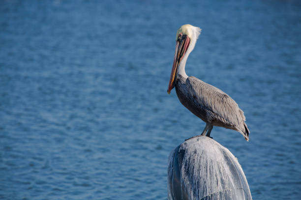 a pelican perches near the ocean in loreto, mexico - concho imagens e fotografias de stock