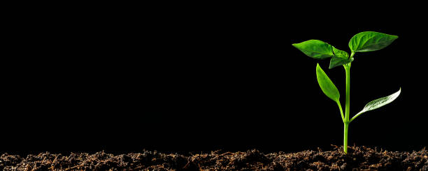 istock Green seedling growing on the ground in the rain 1346038021
