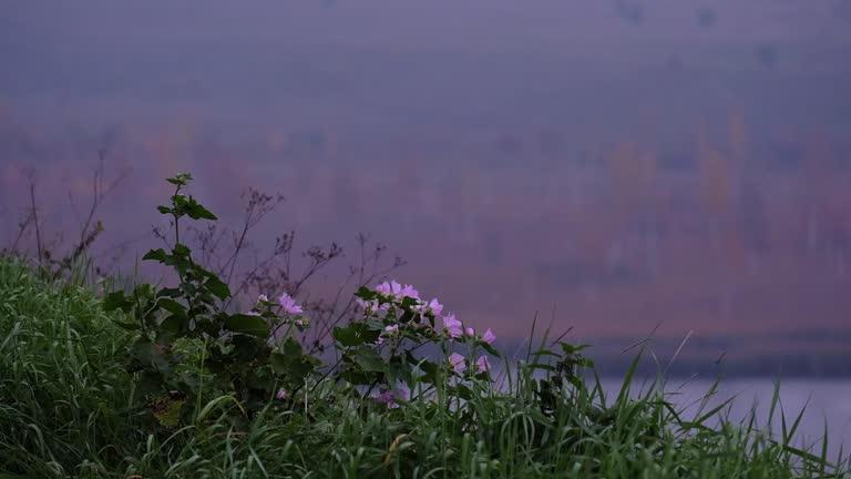 Autumnal purple flowers sway against the backdrop of a yellow forest