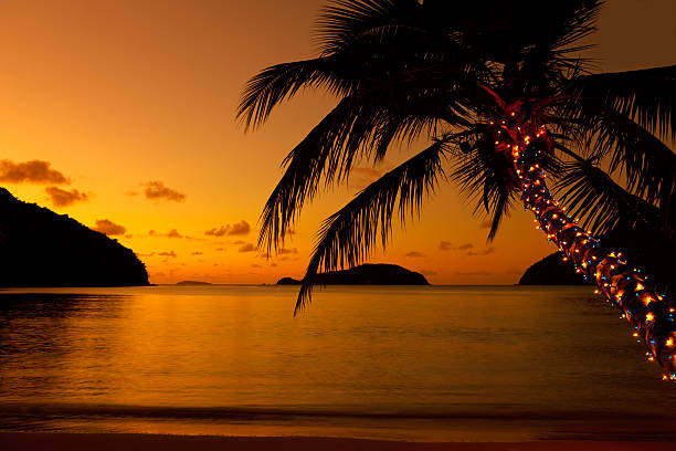 luci di natale sull'albero di palme sulla spiaggia caraibica - christmas palm tree island christmas lights foto e immagini stock