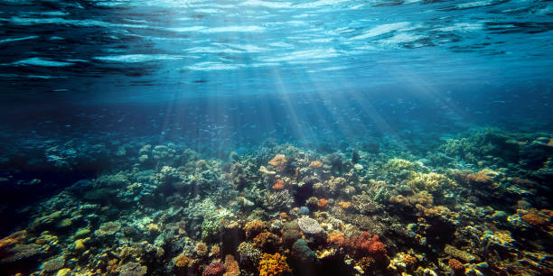 istock a Underwater coral reef on the red sea 1346039354