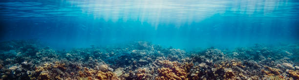 Underwater coral reef on the red sea stock photo