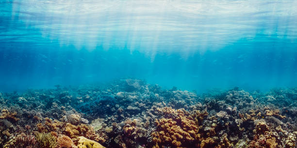 istock Underwater coral reef on the red sea 1346039380