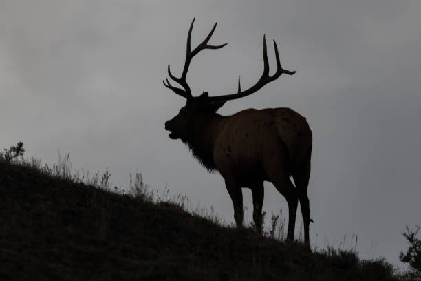 istock Bull elk bugling, rounding up elk cows 1346039699