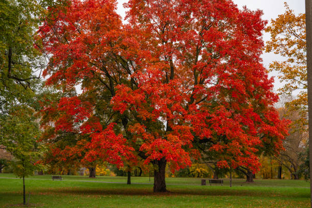 istock Beautiful red maple tree in Bordeleau Park 1346040686