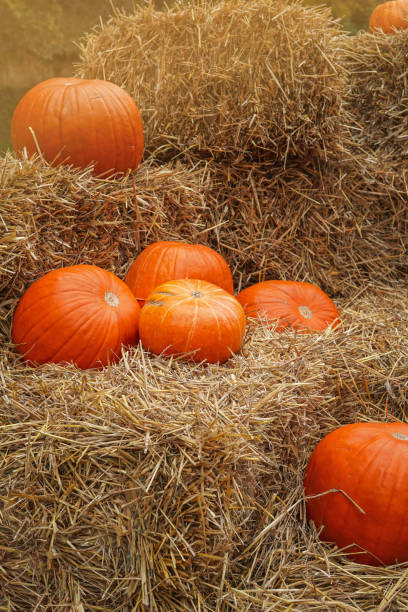 istock pumpkins on hay bales 1346040739