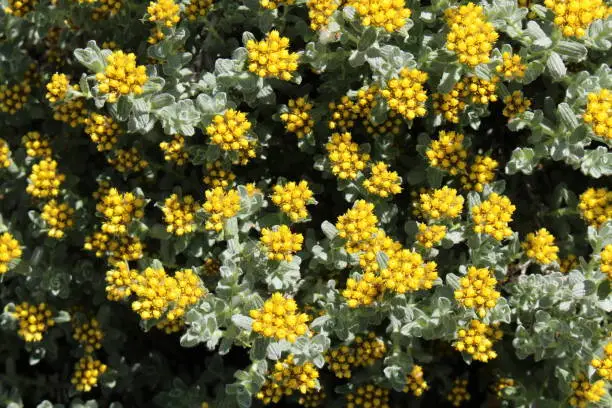 Yellow "Three-nerved Strawflower" (or Hokubetsi, Dreinervige Strohblume) in St. Gallen, Switzerland. Its Latin name is Helichrysum Trilineatum (Syn Gnaphalium Alveolatume), native to South Africa.