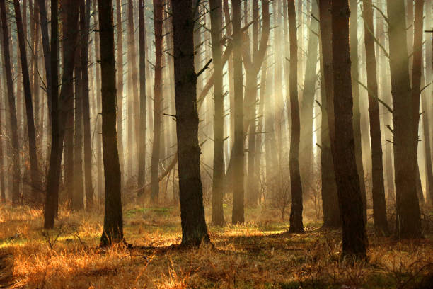 istock Rays of the rising sun in the forest 1346041163