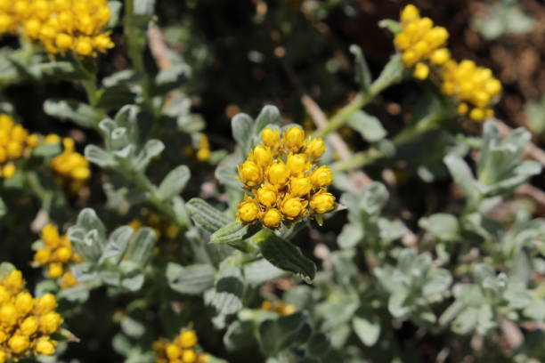 istock Three-nerved Strawflower - Helichrysum Trilineatum 1346041169