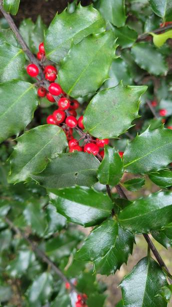 istock Branch of red Holly Berries. 1346041845