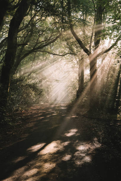 istock sunbeams in woodland 1346042541