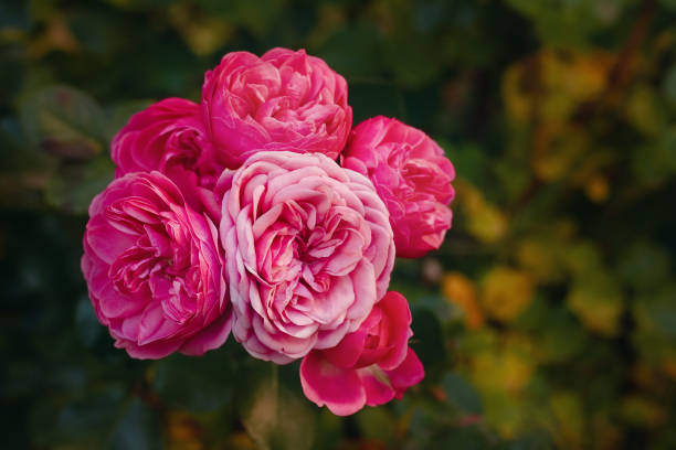 bocciolo rosa tre rose che esplodono in fiore su cespuglio verde - petal bud plant agriculture foto e immagini stock