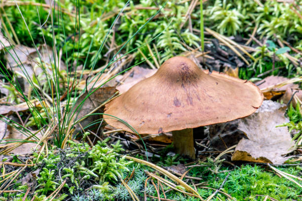 unknown brown mushroom grows on earth stock photo