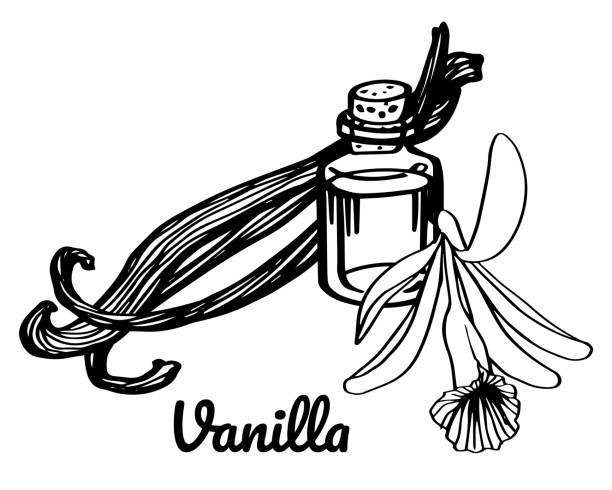 vanilleschote, blüte, extrakt - vanilla spice pod isolated stock-grafiken, -clipart, -cartoons und -symbole