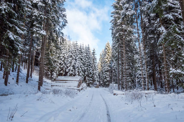 istock white winter landscape in the forest 1346046583