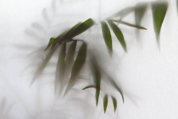istock Blurred palm leaves behind the frosted glass 1346047264