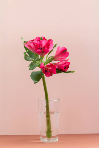 istock Pink flower in glass vase 1346047271