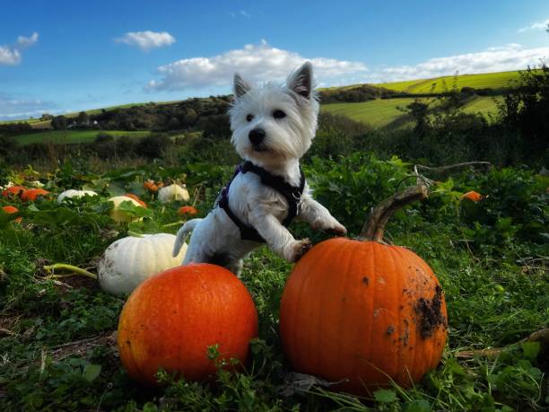 West highland white terrier in pumpkin patch West highland white terrier in a pumpkin patch field west highland white terrier stock pictures, royalty-free photos & images