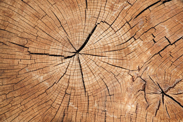 primer plano de la sección del tronco del árbol viejo. estructura de madera. anillos concéntricos. - cross shape cross rough wood fotografías e imágenes de stock