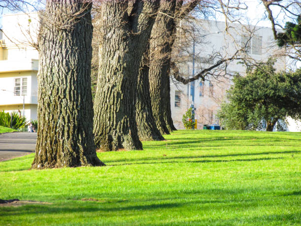 linea di alberi lungo il sentiero fitzroy gardens - peoples park foto e immagini stock