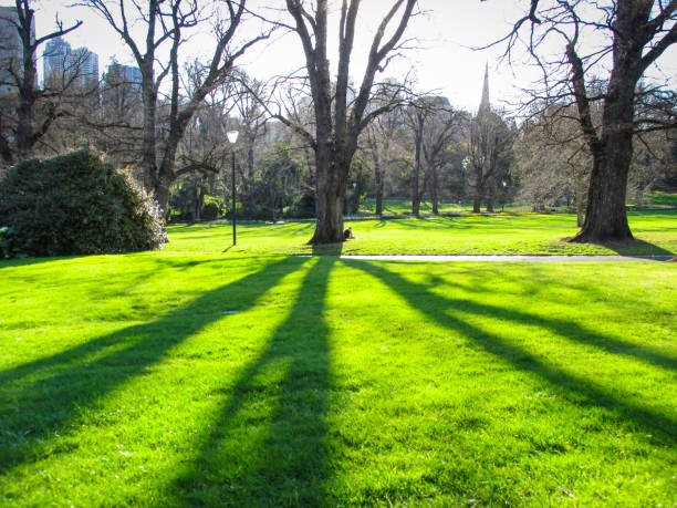 linea di alberi lungo il sentiero fitzroy gardens - peoples park foto e immagini stock