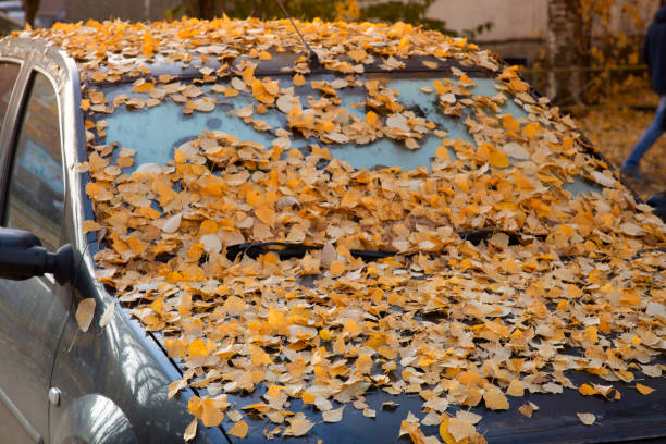 istock The car is littered with yellow leaves 1346049895