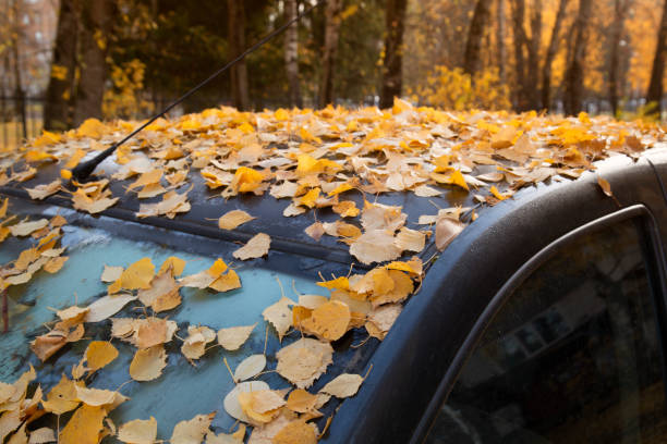 istock The car is littered with yellow leaves 1346049941