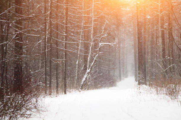 istock A snow-covered forest path, illuminated by day.A Walk On A Beautiful Winter Day.Background of a snowy fairy-tale winter with an alley of trees 1346050011