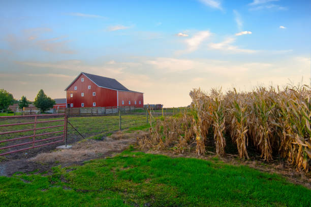 istock Corn Field with Red Barn- Fulton County, Indiana 1346050166