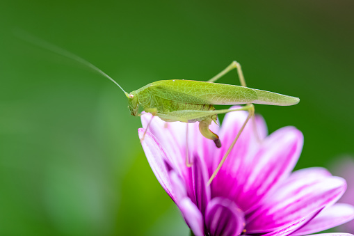 A grasshopper on a purple flower in the garden