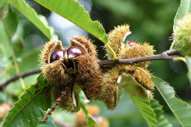 zoom castagno su albero in bug con piccantezza. pericarpo di conchiglia verde, atmosfera autunnale - chestnut autumn food fruit foto e immagini stock