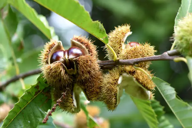 Photo of Zoom chestnut on tree in bug with spiciness. Green shell pericarp, autumn atmosphere