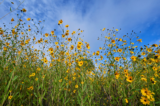 Beautiful field of sunflower wildflowers at the Lake Jesup Conservation Area near Orlando Florida USA.