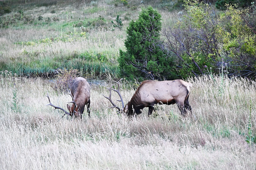 Two bull elk grazing together in the meadow.