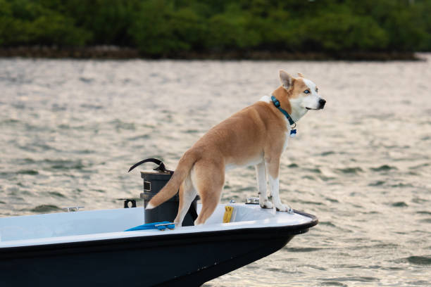 istock Dog in a boat Miami Florida 1346052428