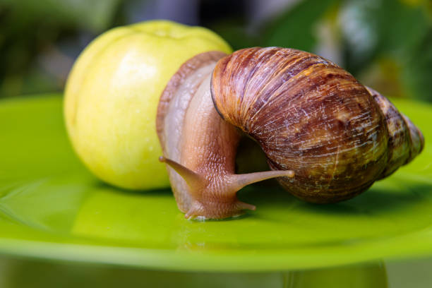istock A large white snail sits on a green apple. Close-up 1346053485