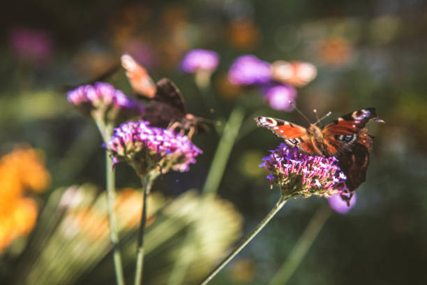 istock The European Peacock butterflies 1346053539