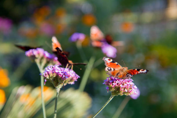 istock The European Peacock butterflies 1346053549