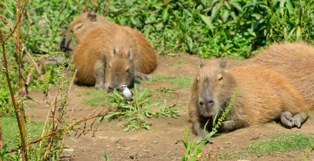 istock capybaras lying on the lawn with white bird 1346055156