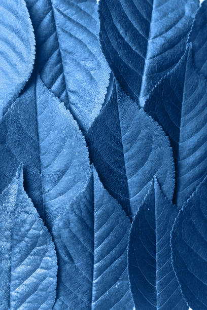 istock Background of cherry green leaves. Texture. Blue toned 1346055931