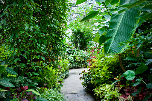 The interior to Allan Gardens, which is a public green house in downtown Toronto.