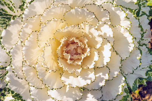 Flowering white green ornamental cabbage with lush leaves. Close-up, top view